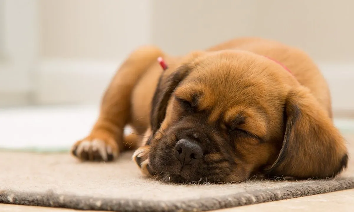 Stock image of a puppy. (Pexels/Pixabay)