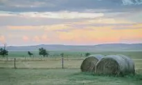 Why Homestead? The Case for Being Old-Fashioned on Purpose