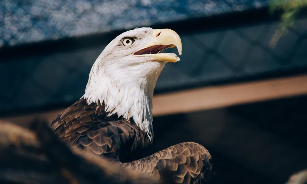 Stock image of a bald eagle. (Free-Photos/Pixabay)