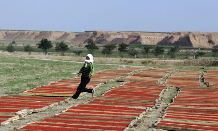 File photo of a farm in Ningxia Province, China. (China Photos/Getty Images)