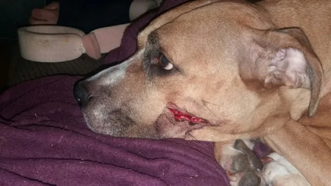 6 Puppies Taken in Violent Burglary Recovered After ‘Fast-paced Investigation’