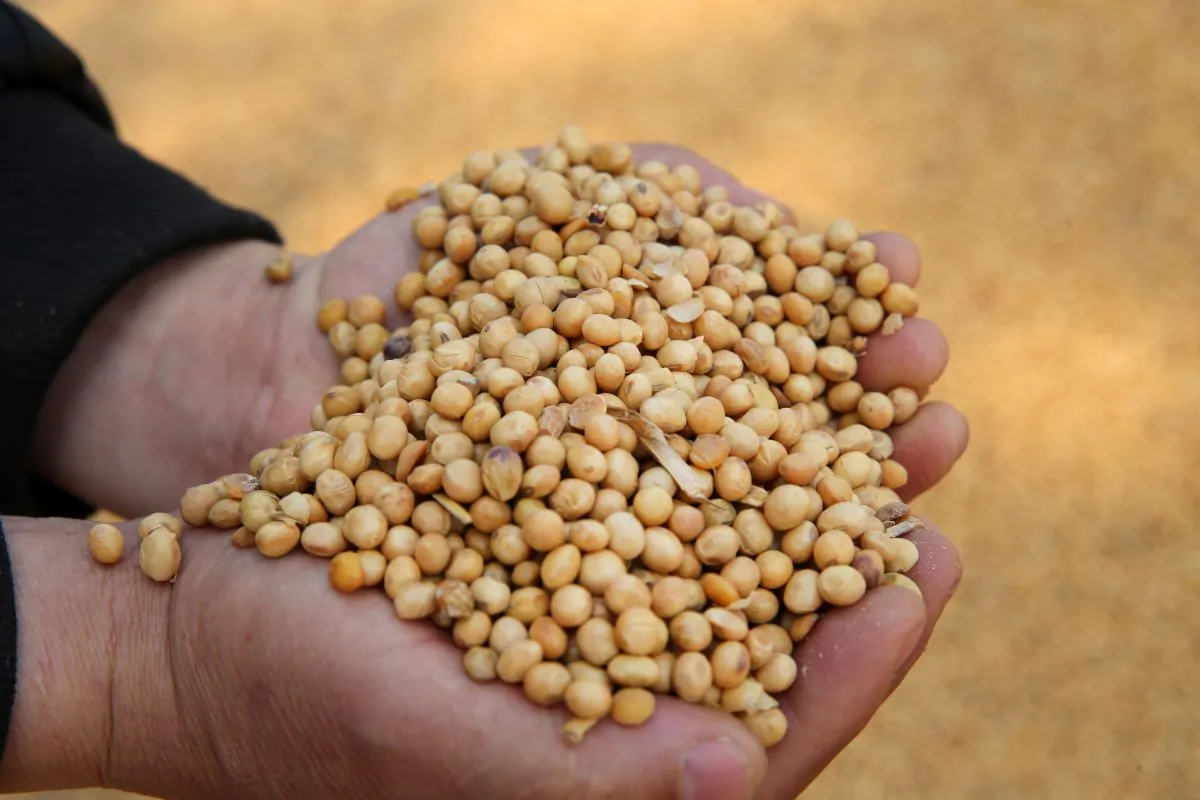 A worker displaying soybeans imported from Ukraine at the port in Nantong, in China's eastern Jiangsu Province, on May 10, 2019. (STR/AFP/Getty Images)