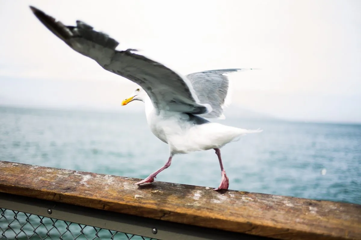 A stock photo of a seagull. (Pixabay)