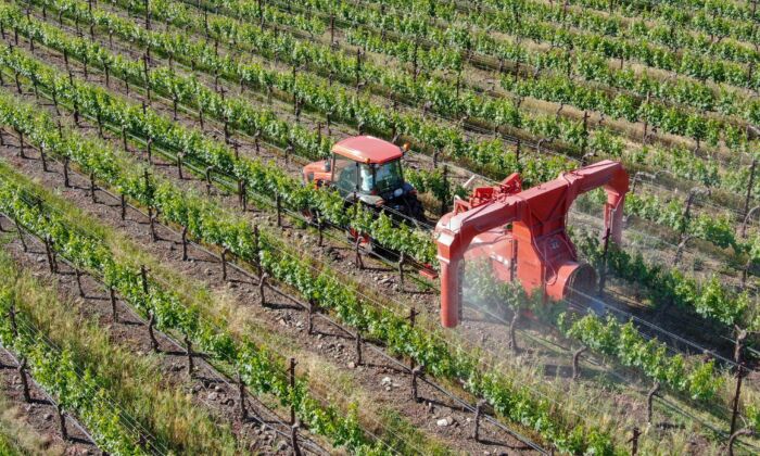 Farm tractor spraying pesticides over green vineyard field. Napa Valley, Napa County, California, on April 18, 2019.(bonandbon/Shutterstock)