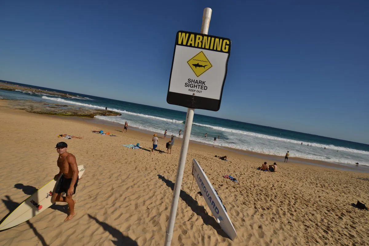A surfer (L) comes in from the ocean after surfing despite shark warning signs posted on the beach in the northern New South Wales city of Newcastle on Jan. 17, 2015. PETER PARKS/AFP/Getty Images)