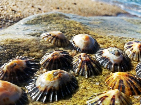 Limpets cling onto a rock