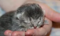 ‘Micro Kitten’ Saved From the Brink of Death Is Half the Size of a Normal Cat