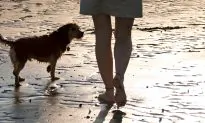 Woman Is Harassed by Men on Beach Until Stray Dog Saves Her From Attack