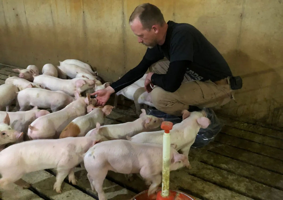 Hog farmer Mike Paustian interacts with some of his piglets in his farm in Walcott, Iowa, on May 17, 2019. (REUTERS/Tom Polansek)