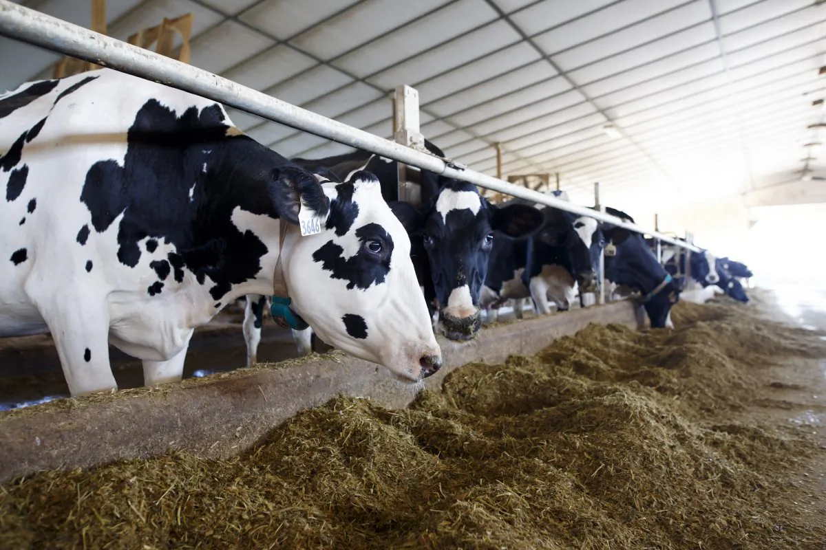 Dairy cows are seen in their barn after being milked. (Cole Burston/Getty Images)