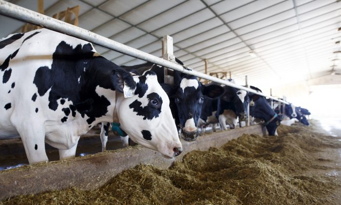Dairy cows are seen in their barn after being milked. (Cole Burston/Getty Images)