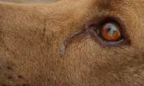 Dog ‘Cries’ Every Night While She Awaits Adoption, Shelter Shares Sad Photo As Last Hope
