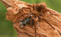 8 Horrifying Facts About the Goliath ‘Birdeater’ Spider From South America