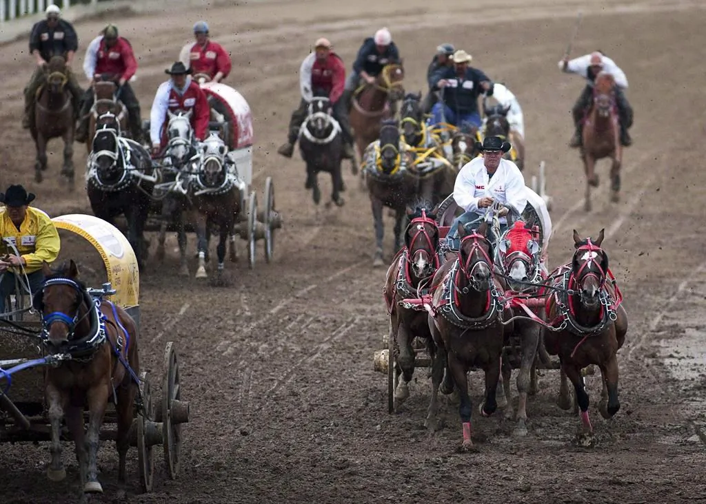 Teams compete in a chuckwagon race at the Calgary Stampede in Calgary on July 12, 2010. (Jeff McIntosh/The Canadian Press)