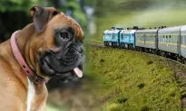Rejected Bullmastiff Treks 124 Miles Through Siberian Forest in Search of Owners Who Sent Her Back to Kennel