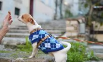 Salmonella Outbreak Linked to Pig-Ear Dog Treats Spreads to 27 States