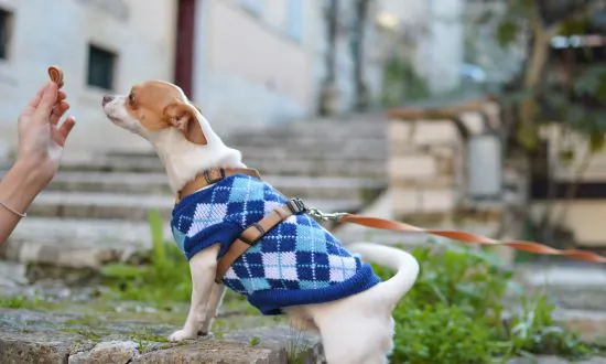 Salmonella Outbreak Linked to Pig-Ear Dog Treats Spreads to 27 States
