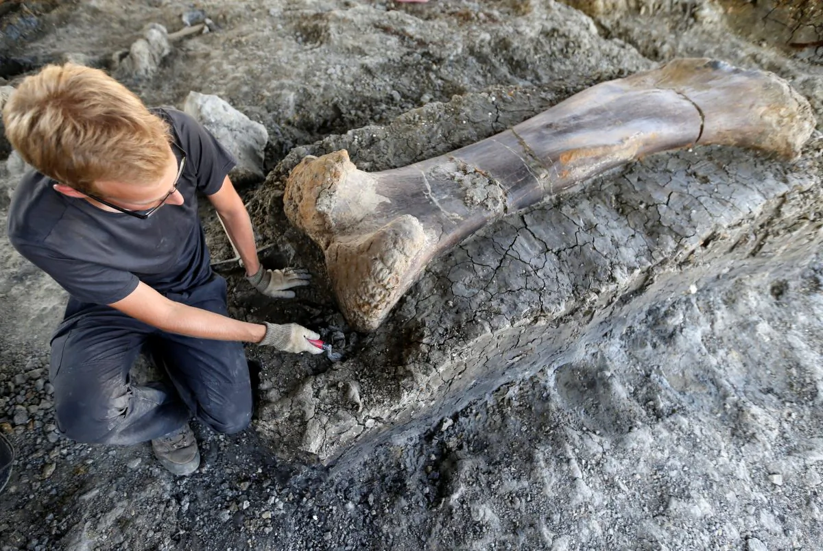 A man inspects the femur of a Sauropod after it was discovered earlier in the week during excavations at the palaeontological site of Angeac-Charente, France, on July 25, 2019. (Regis Duvignau/Reuters)