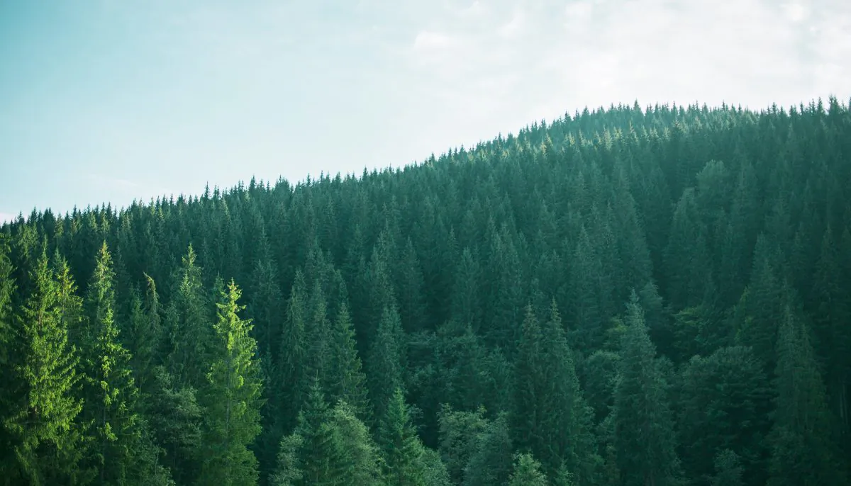 A stock photo of a forest (Shutterstock)
