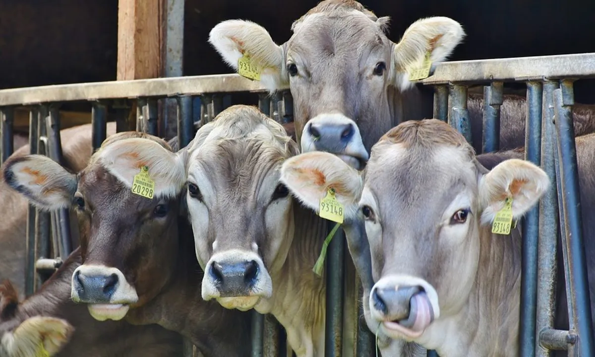 Dairy farm. (RitaE/Pixabay)