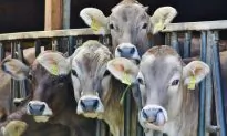 Undercover Investigation Accuses Dairy Farm of Subjecting Its Cows to Extreme Cruelty and Unsanitary Conditions