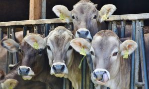 Undercover Investigation Accuses Dairy Farm of Subjecting Its Cows to Extreme Cruelty and Unsanitary Conditions