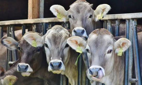 Undercover Investigation Accuses Dairy Farm of Subjecting Its Cows to Extreme Cruelty and Unsanitary Conditions