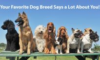 The Dog Breed You Choose Can Reveal Your True Self: Let’s Sniff Out Your Personality!