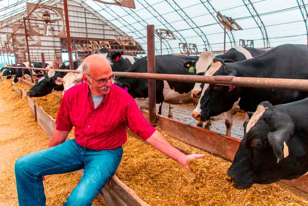 Farmer Bill Sorg with his cows in his dairy farm in Hastings, Minn., on Oct. 3, 2018. (KEREM YUCEL/AFP/Getty Images)