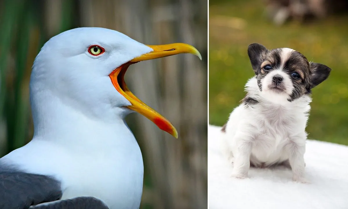 Stock image of a seagull (MabelAmber/Pixabay) and stock image of a Chihuahua (Workerin/Pixabay)