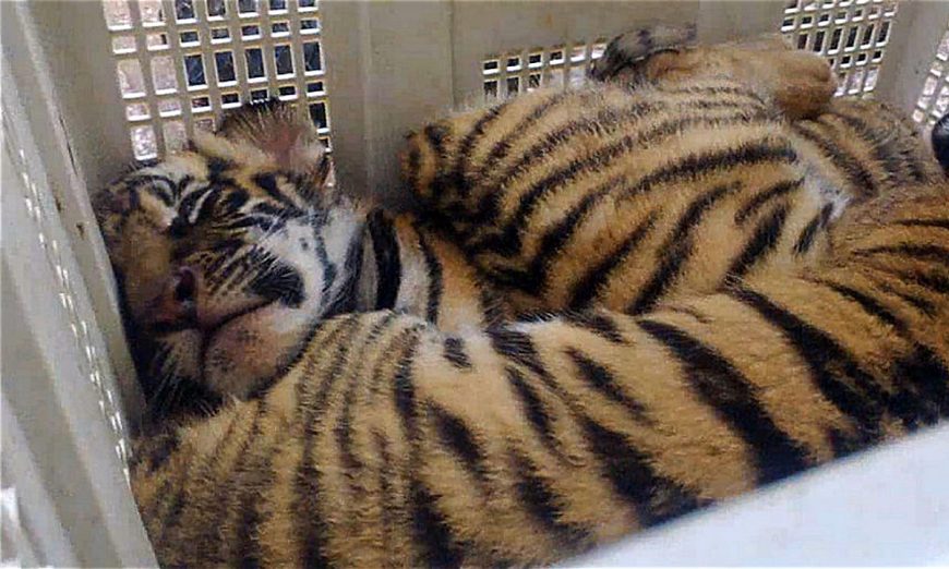 Tiger Cubs Are Being 'Frozen To Make A 'Healing Glue' Which Is Being Sold  For 6000 Rupees!