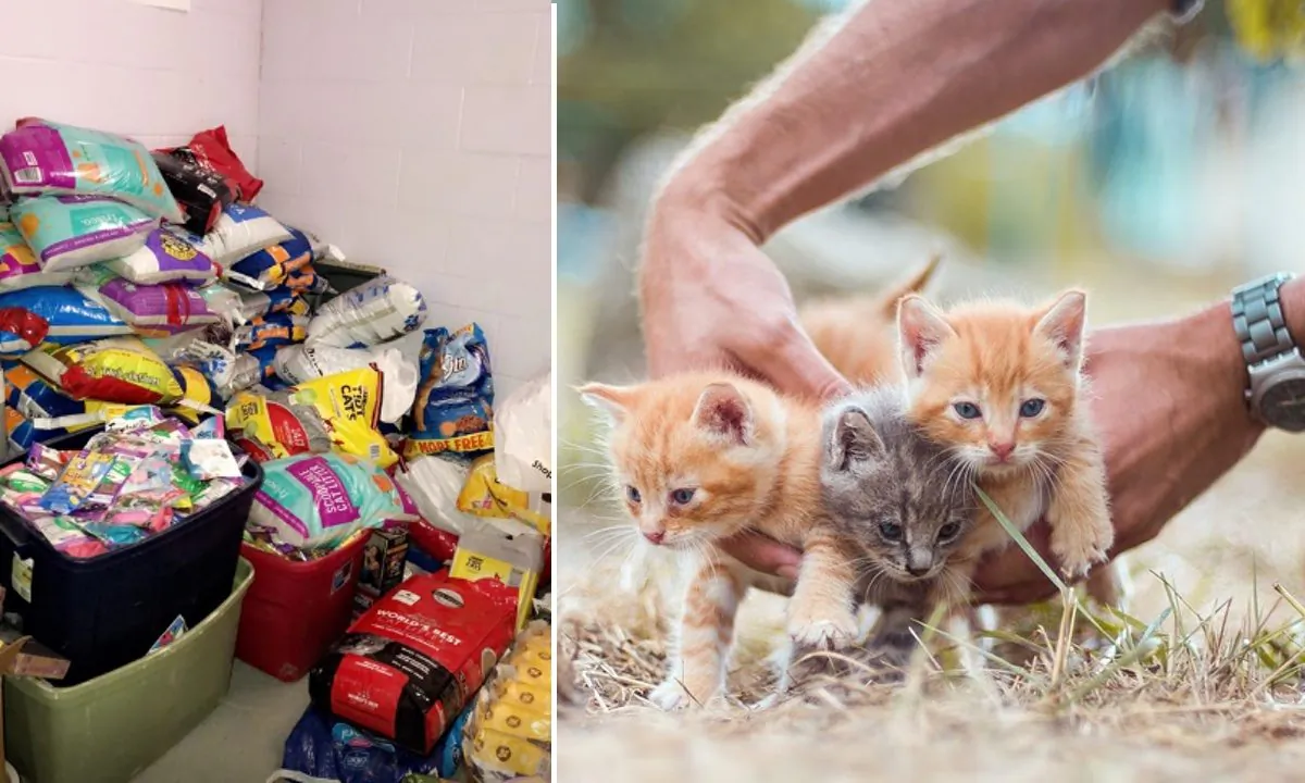 (L) An image of the cat food collected by the Muncie Police Department. (Muncie Police Department/Facebook) (R) A stock image of kittens. (Olgaozik/Pixabay)