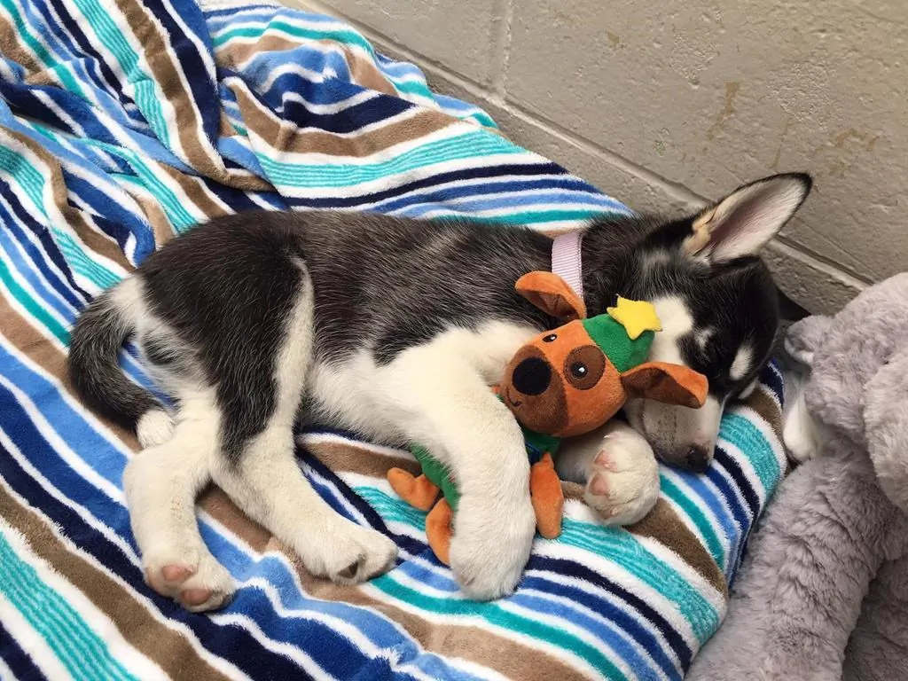 The British Columbia SPCA is warning dog owners about the dangers of recreational marijuana to their pets after an 11-week old husky puppy named Bear nearly died of a drug overdose. (SPCA/The Canadian Press)