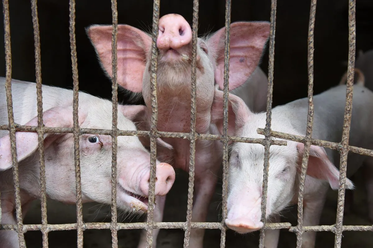 Pigs are seen at a family farm in Fuyang, Anhui Province, China, on July 5, 2019. (China Out via Reuters)