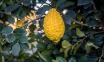 What Is a Citron? The Ancient Fruit You Should Be Eating Now