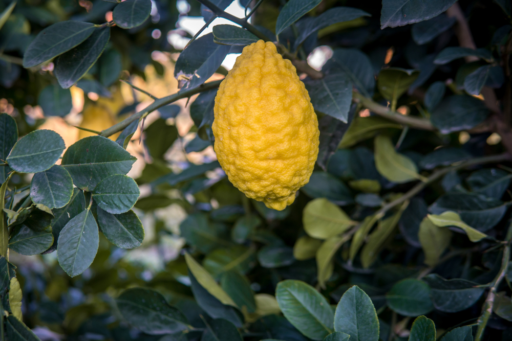 Citrons are one of the original citrus fruits. (Shutterstock)