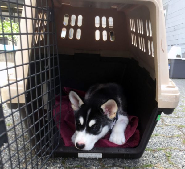 The British Columbia SPCA is warning dog owners about the dangers of recreational marijuana to their pets after an 11-week old husky puppy named Bear nearly died of a drug overdose. (SPCA)