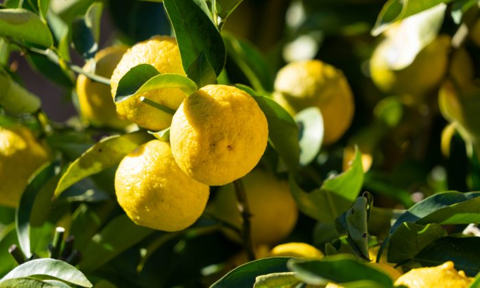 Citrons (fruits)