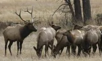 Experts Alarmed After Deer Meat From Diseased Herd Allowed Into Food System