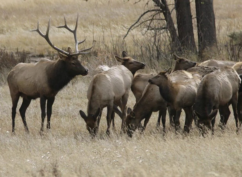 A bull elk keeps a watchful eye on a herd of cow elk in Rocky Mountain National Park near Estes Park, Colo. on Oct. 1, 2006. (AP-David Zalubowski/The Canadian Press)