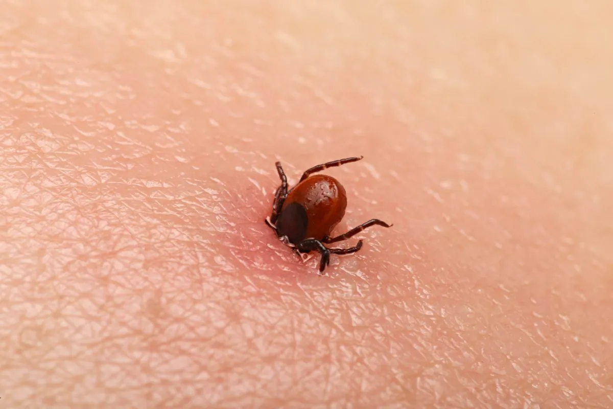 A stock image of a tick. (Shutterstock)