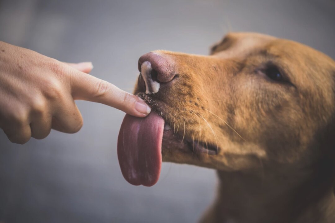 File photo of a dog licking a human hand. (Chris Slupski/Unsplash)