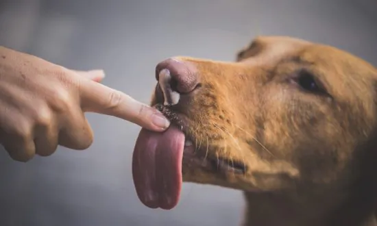 Ohio Woman Wakes from Coma to Find Limbs Amputated Due to Sepsis From Dog Saliva