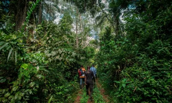 China’s Desire for Rosewood Drives Illegal Timber Trade in Ghana