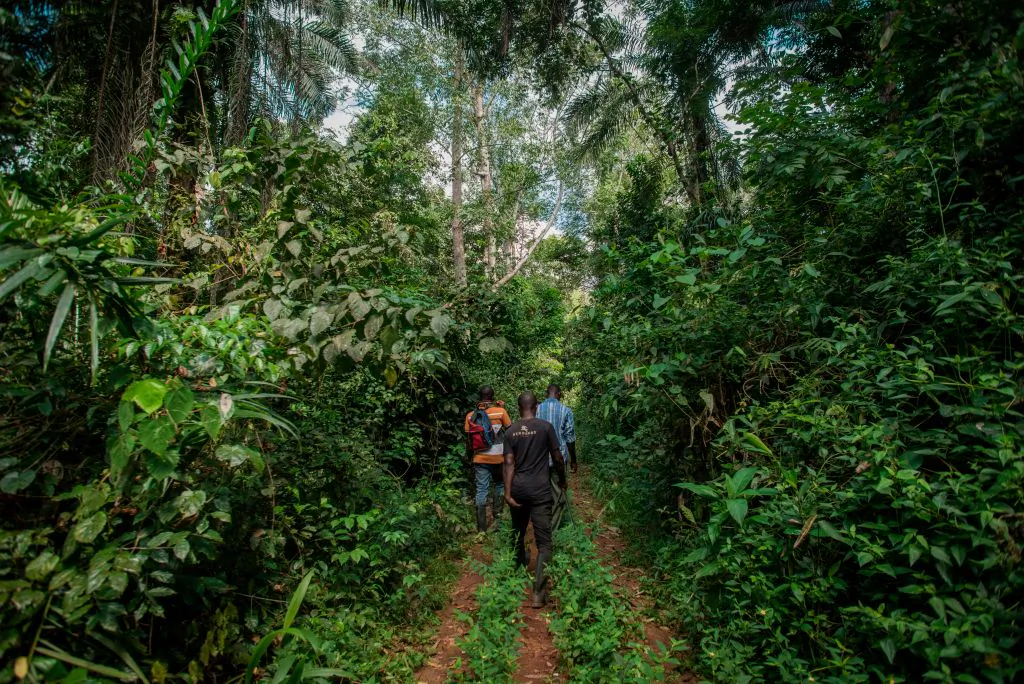 Forest wardens walk into Kyebi Forest Reserve in the East Akim Municipal District in Eastern Region, Ghana, on Nov. 5, 2018. (Cristina Aldehuela/AFP/Getty Images)