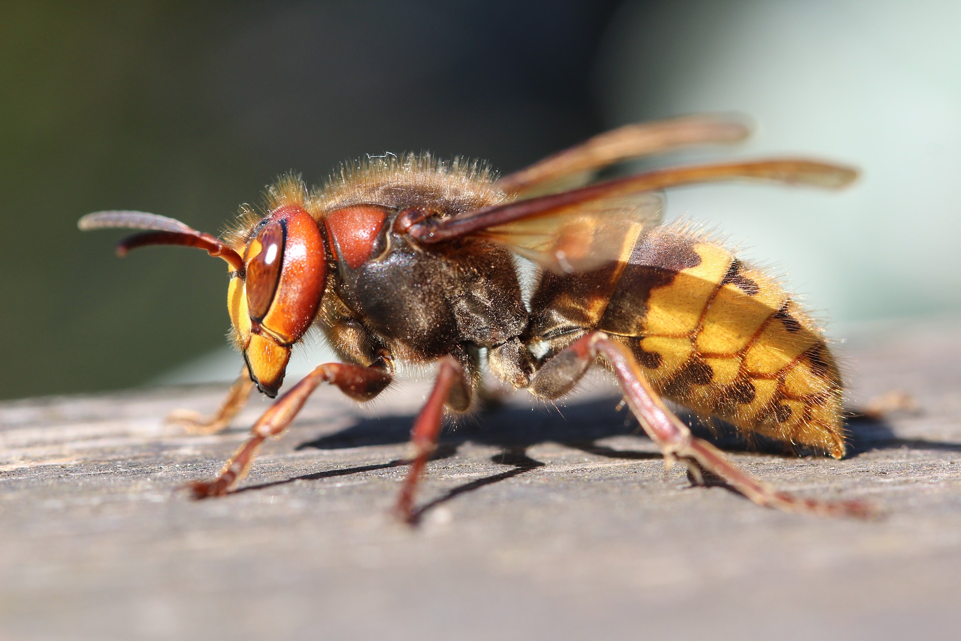 10 Common Insect Bites: What to Expect, and How Recognize  