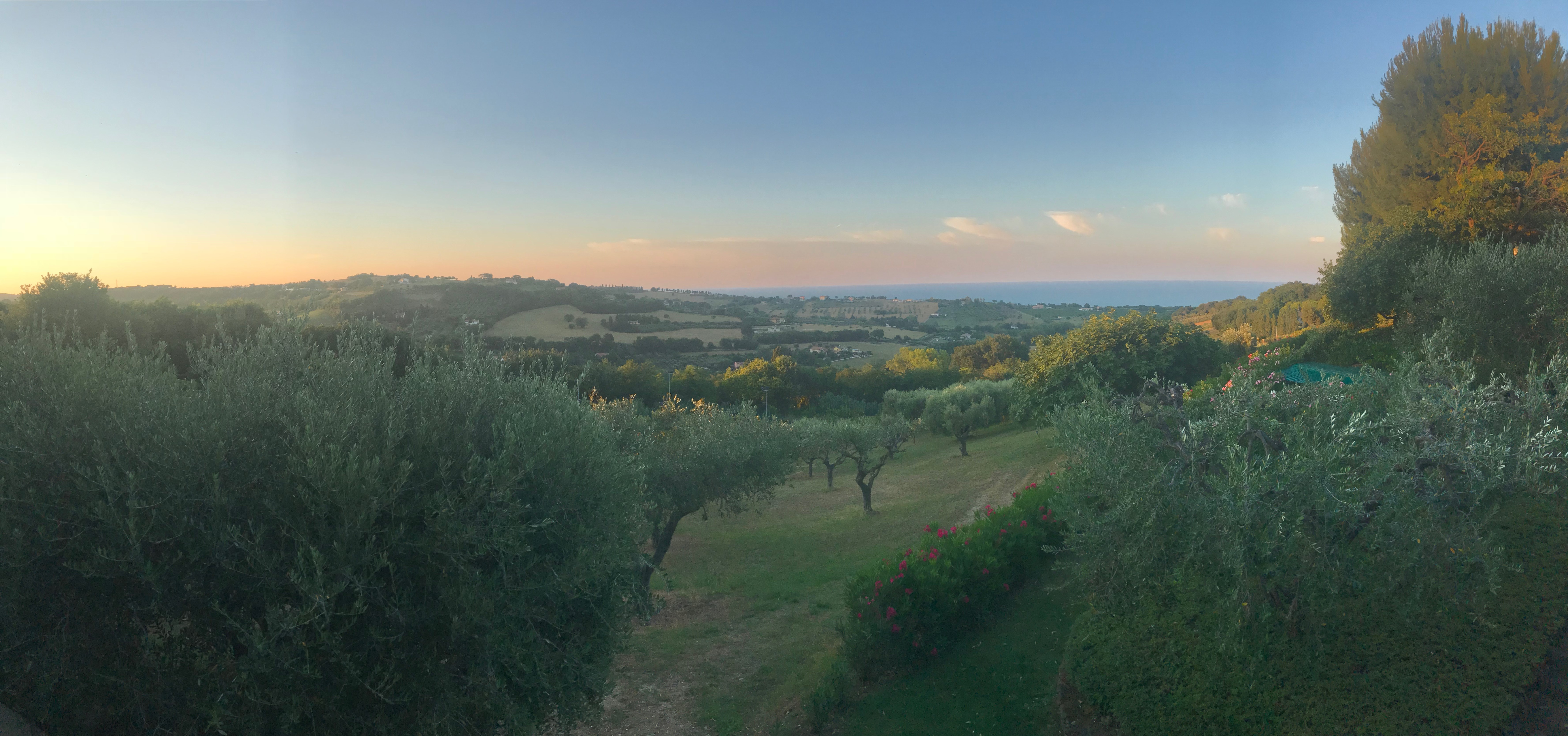 Villa Olivo Olive grove
