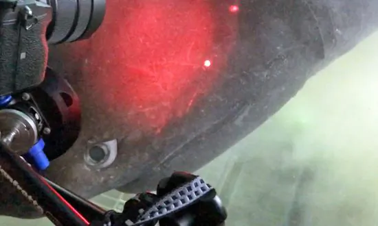 Deep Sea Video Shows Up Close Encounter With Shark Weighing Over a Ton