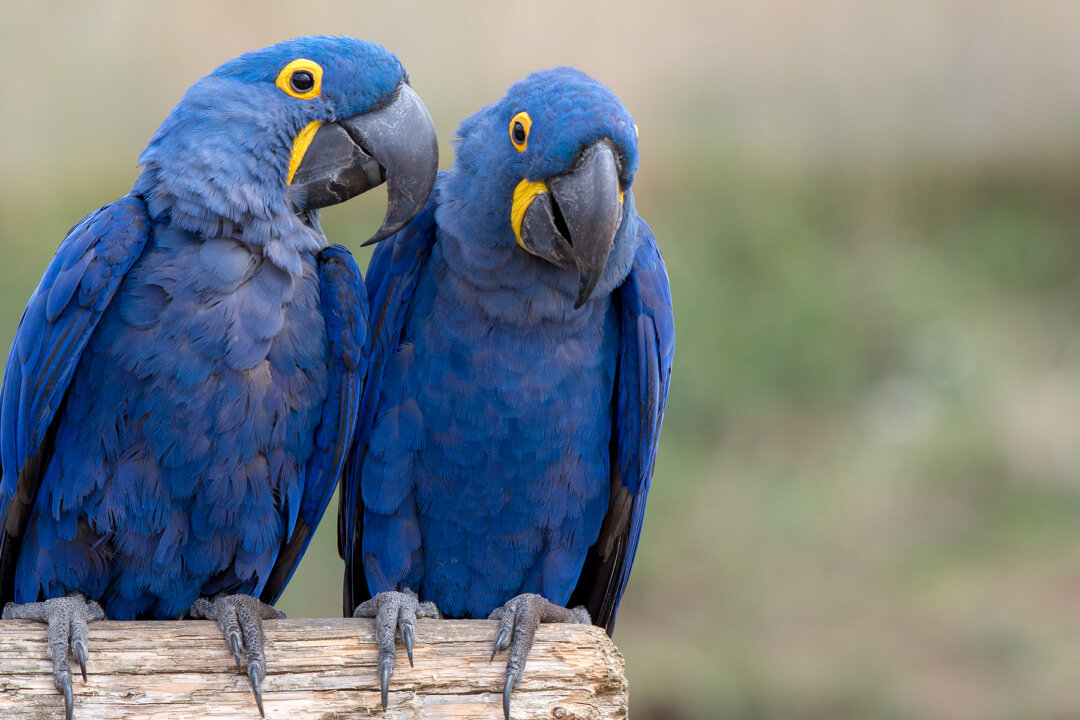 Beautiful Blue Macaw Species From Cartoon Movie ‘Rio’ Declared Extinct ...