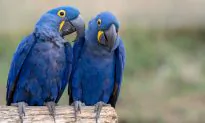 Beautiful Blue Macaw Species From Cartoon Movie ‘Rio’ Declared Extinct From Wild